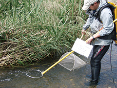 河川魚類調査